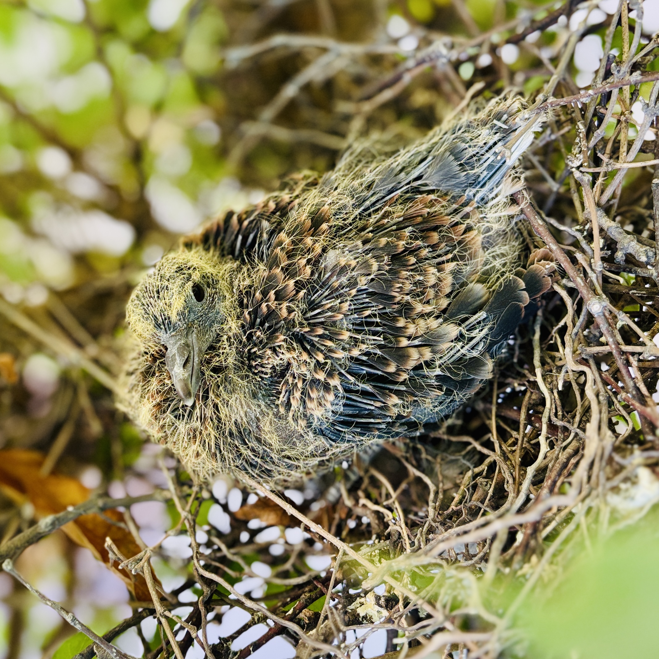 キジバトのひな